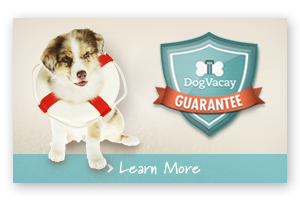 dog with a lifesaver and guarantee
